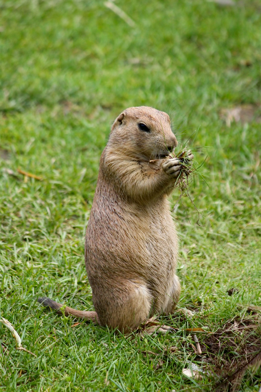 brown rodent on grass field