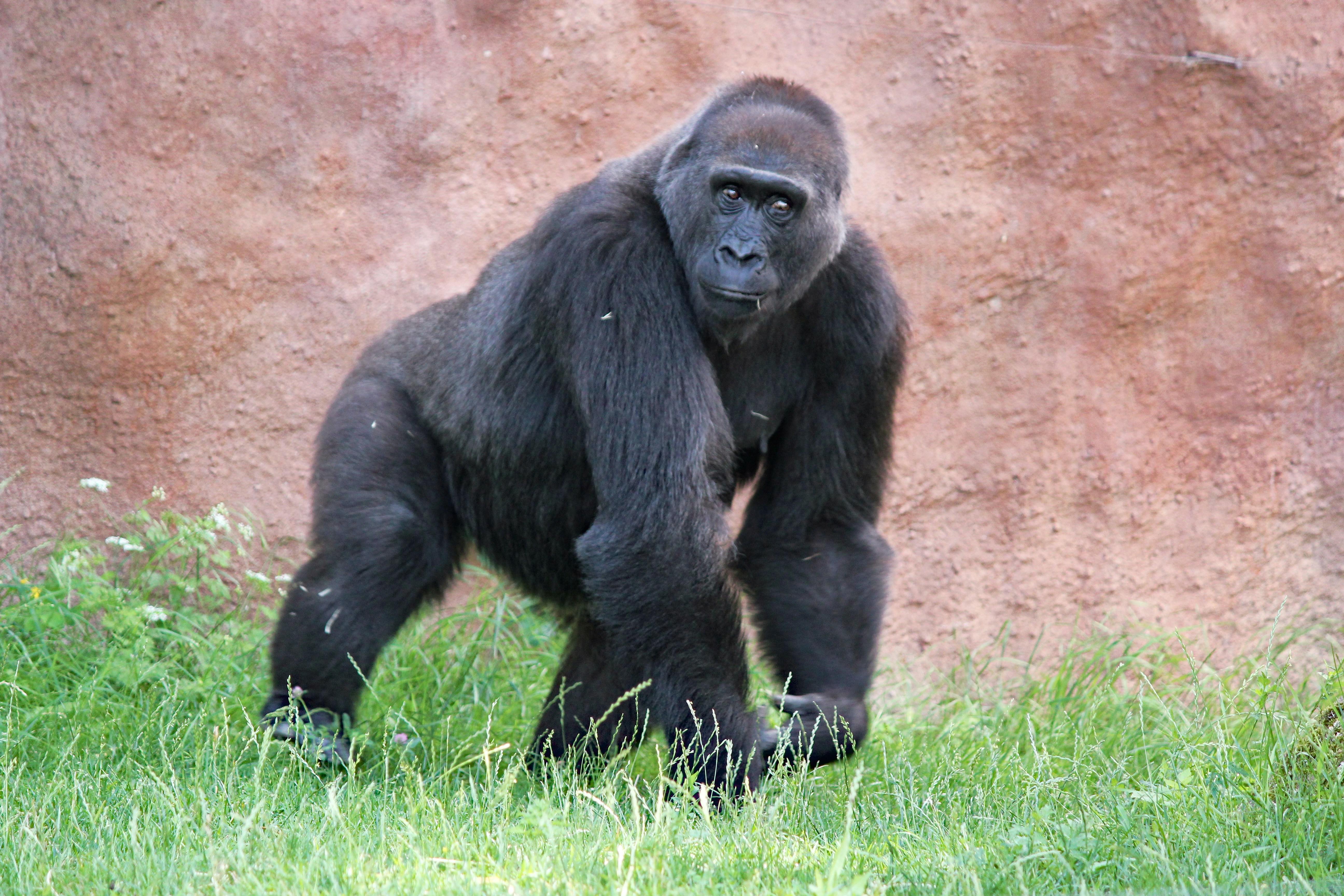 How Much Can Gorillas Realistically Lift?