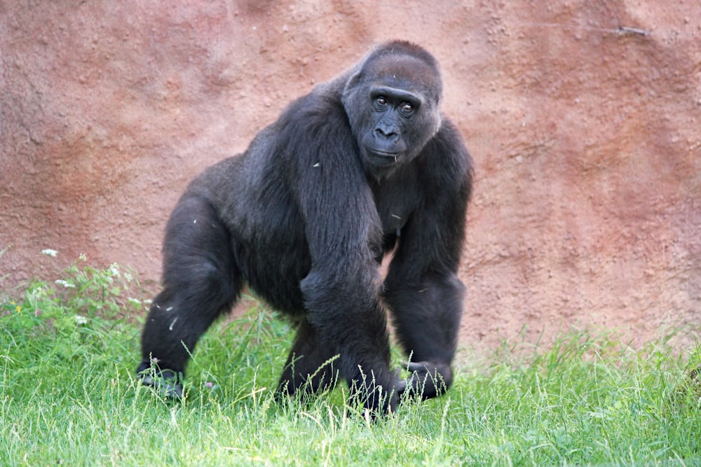 gorilla nero