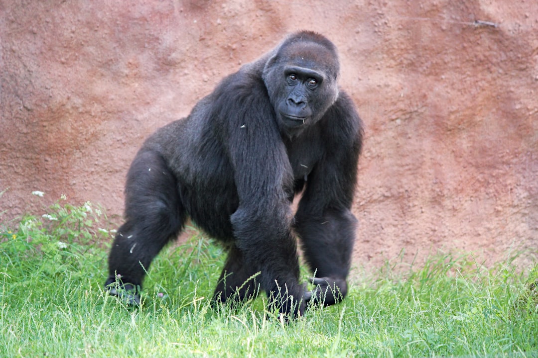 gorilla