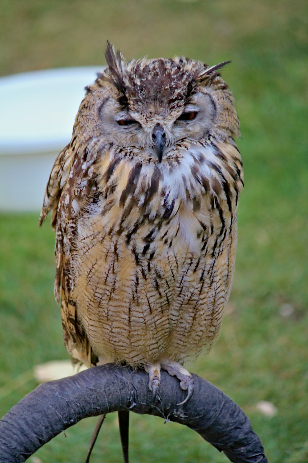 brown owl on brown tree branch