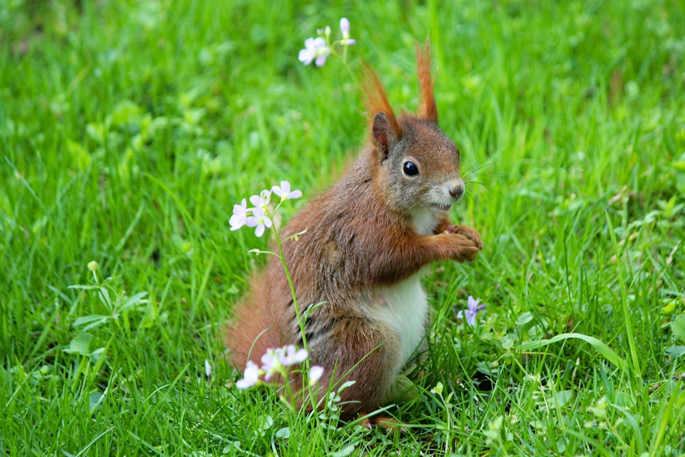 esquilo marrom no chão da grama com flores brancas florescentes