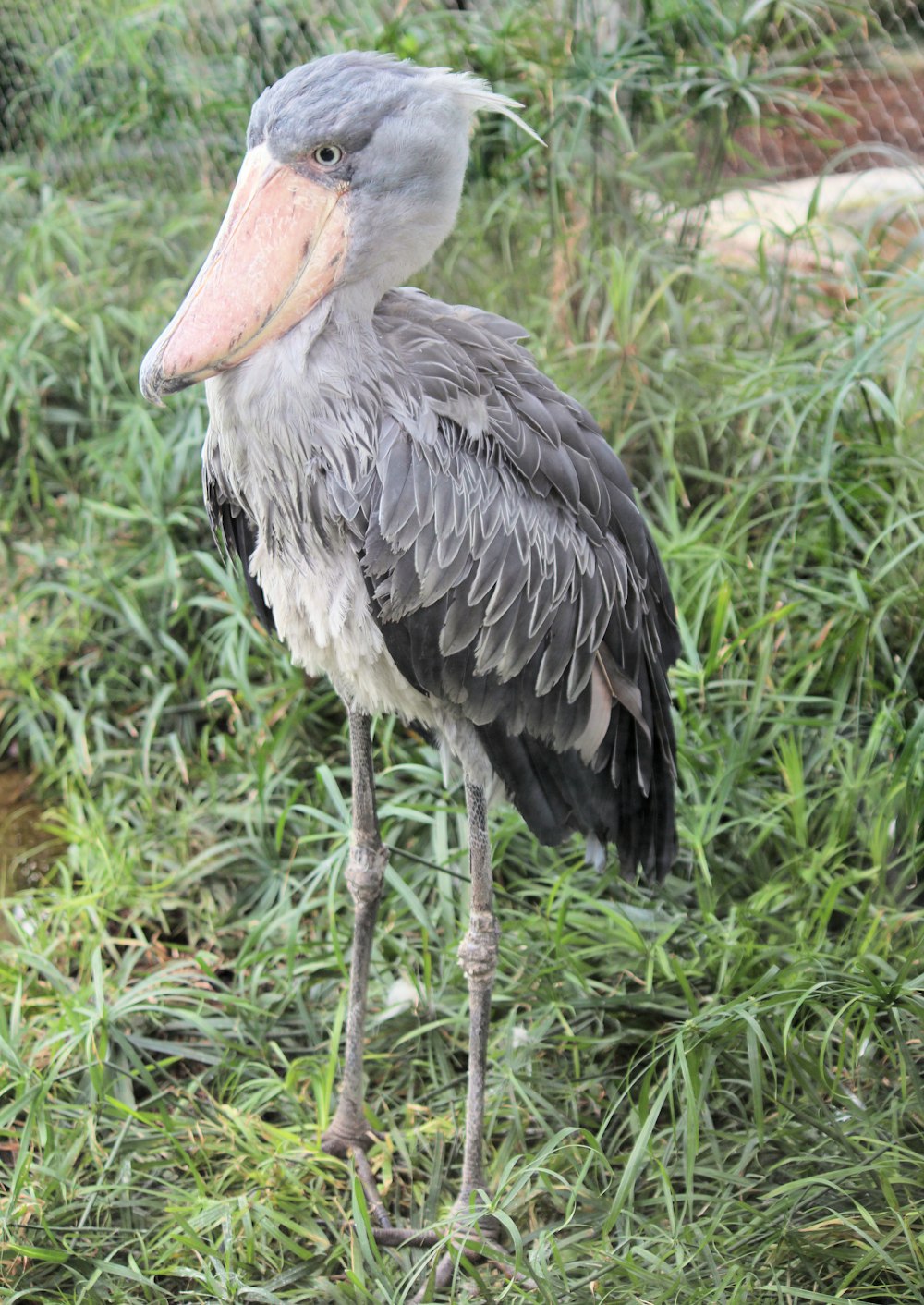 grey and white bird standing on grass covered ground