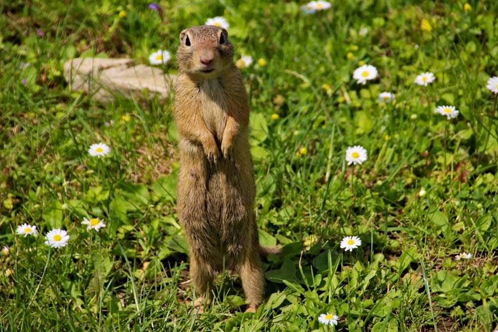 braunes Eichhörnchen steht im Gras mit weißen Blüten