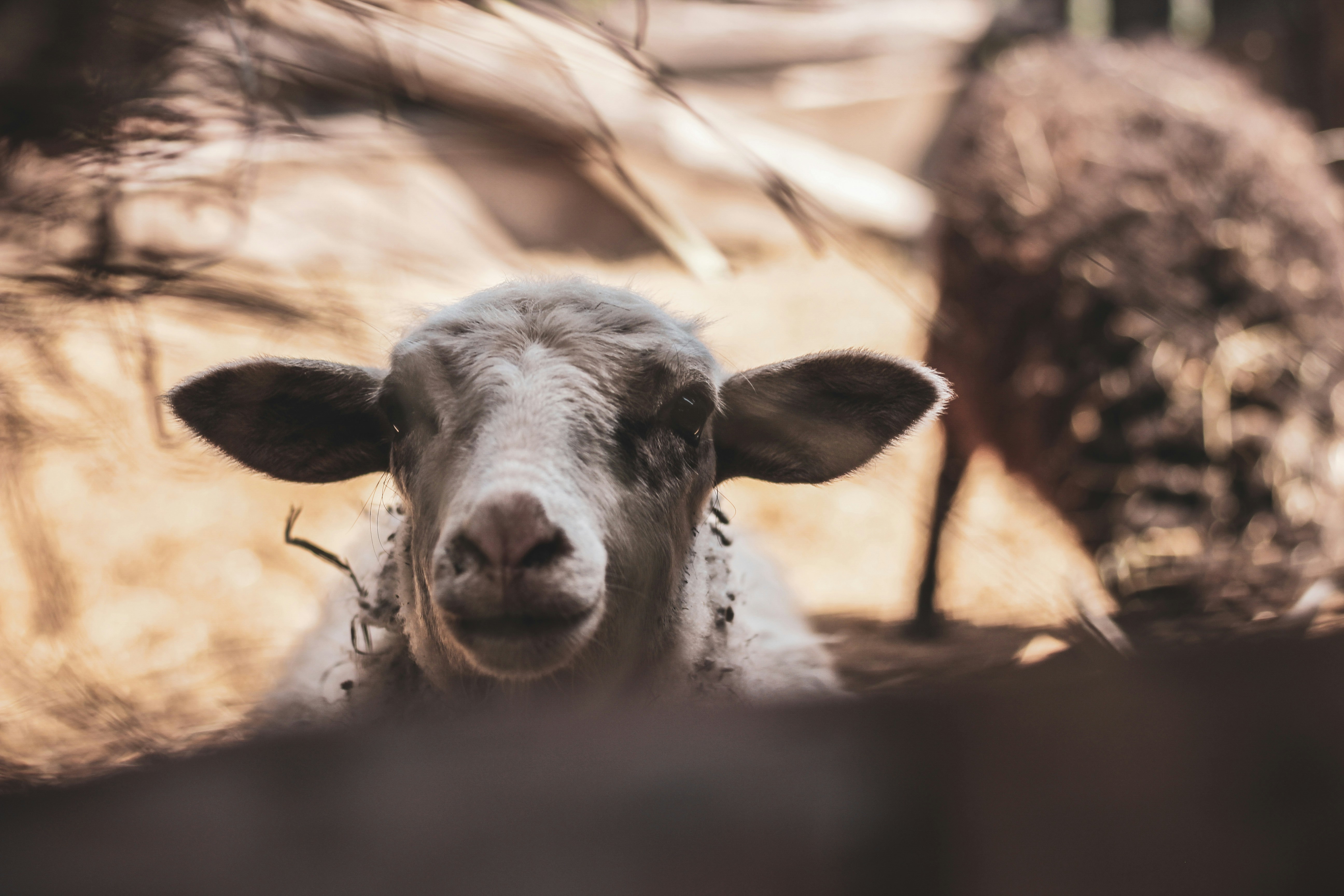 Photo by anastasiavitph