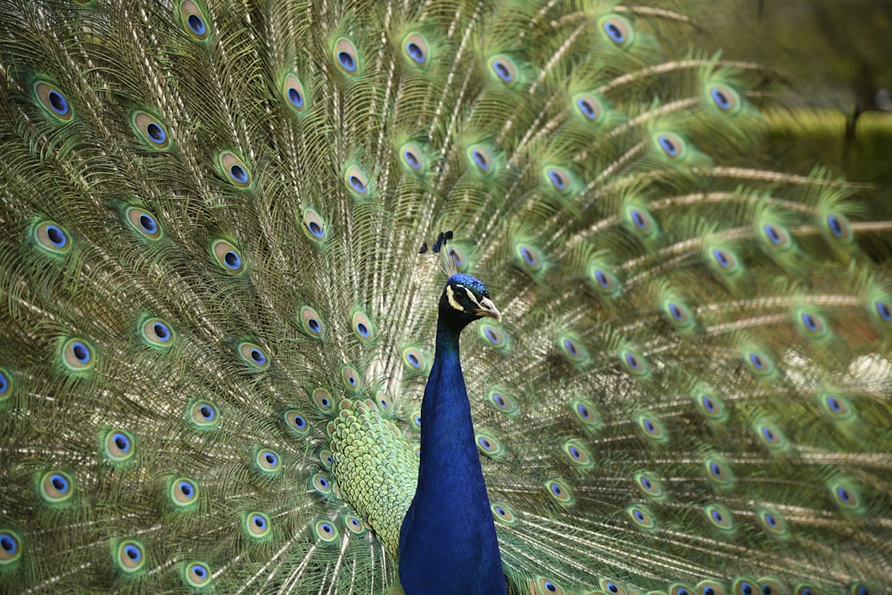 blue and green peafowl