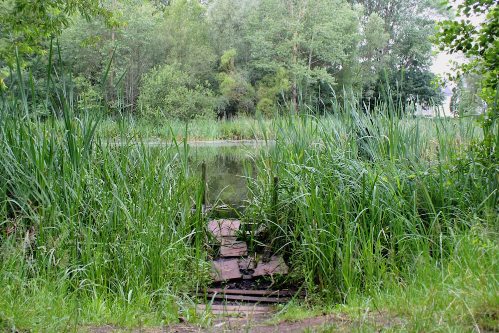 dilapidated wooden platform at the pond surrounded by tall grasses