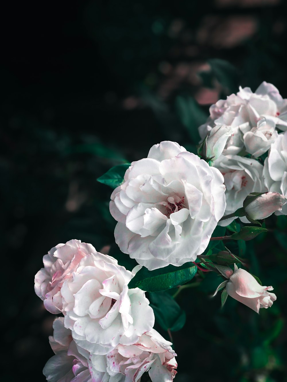 white-petaled flower