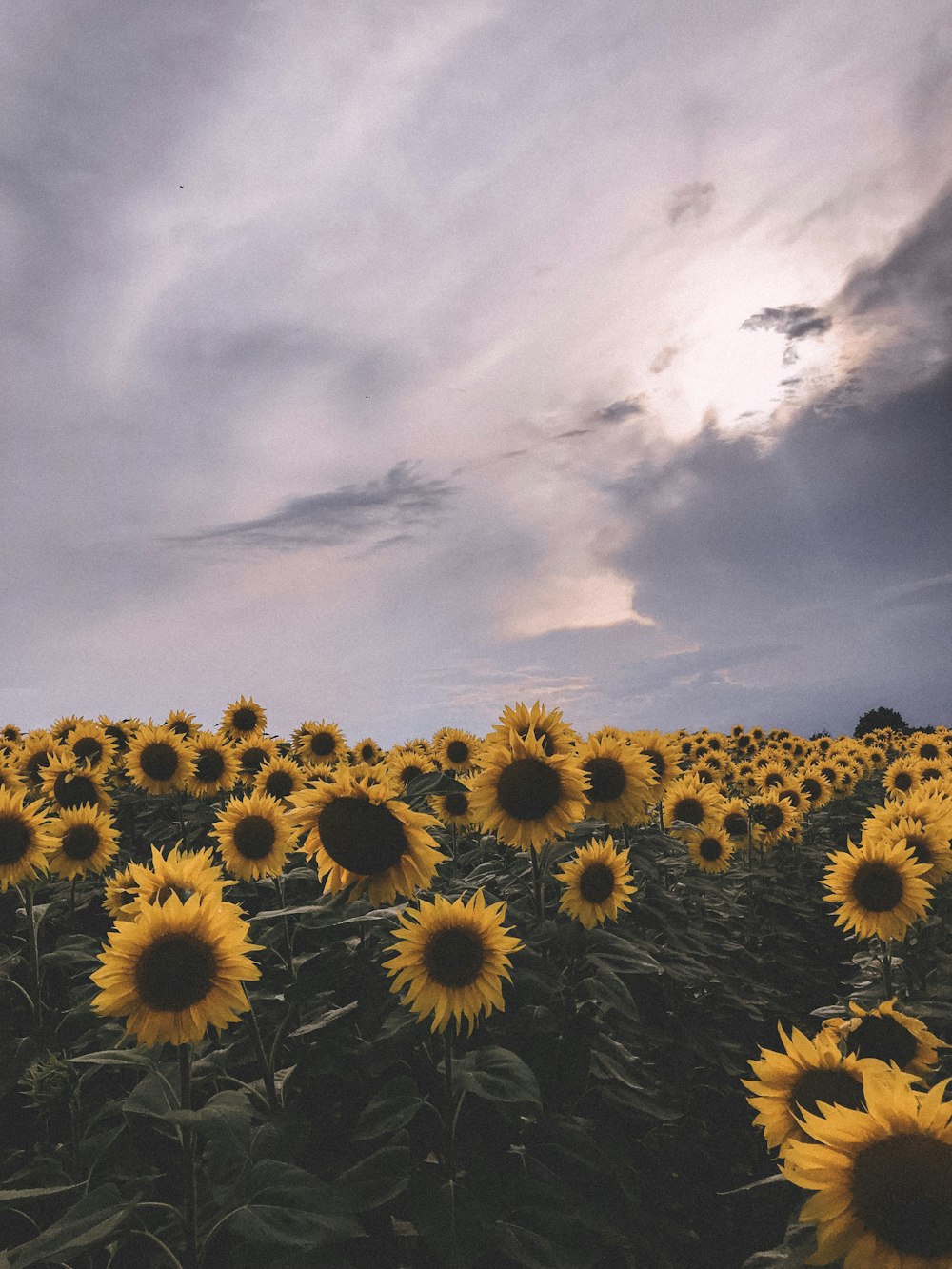 yellow sunflower field