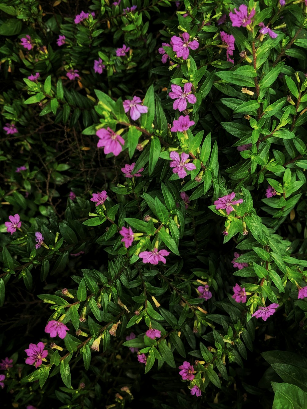 purple petaled flowers close-up photography