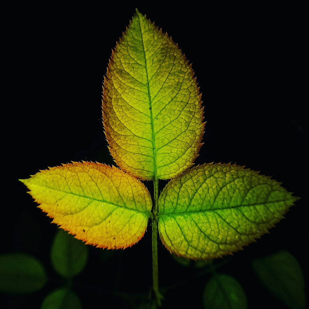 yellow and green rose leaves