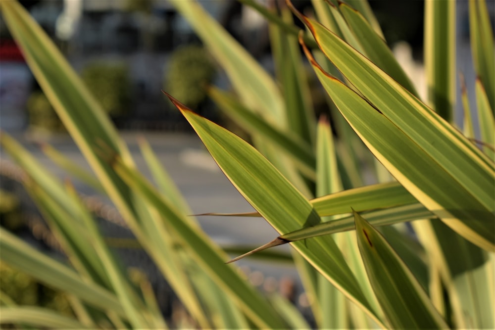 green-leafed plants