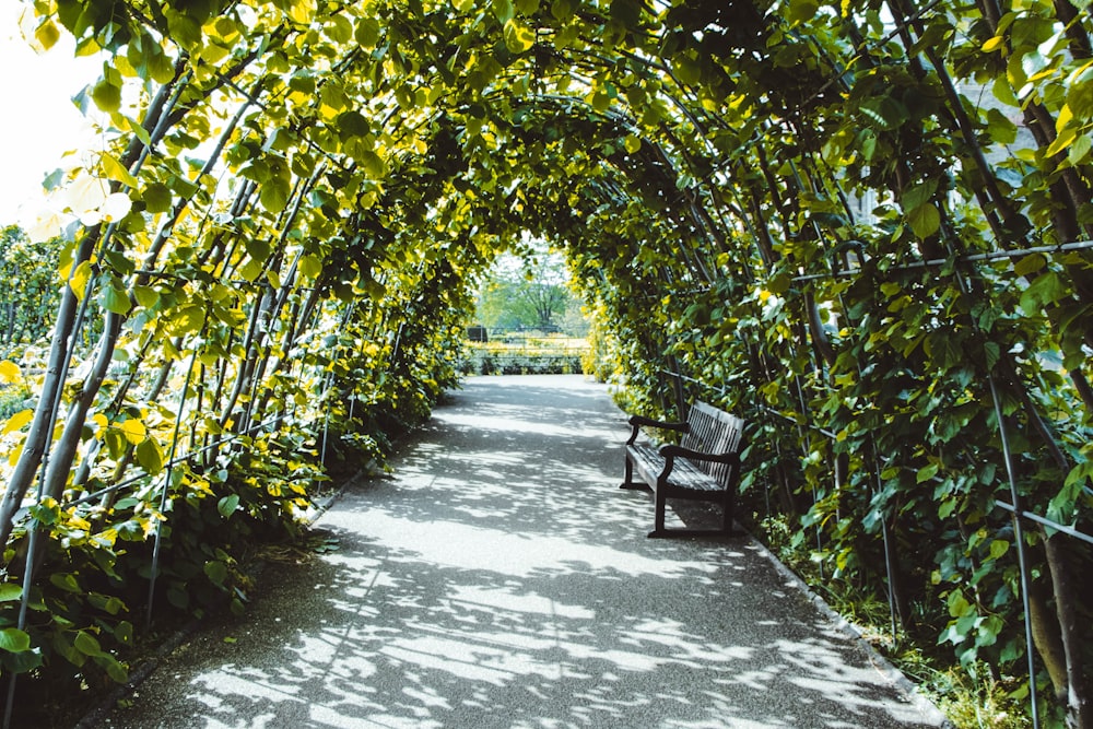 bench in tunnel of tree