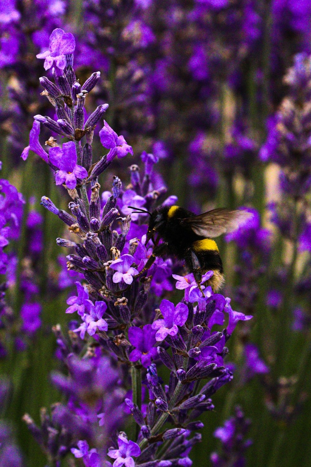 purple-petaled flower