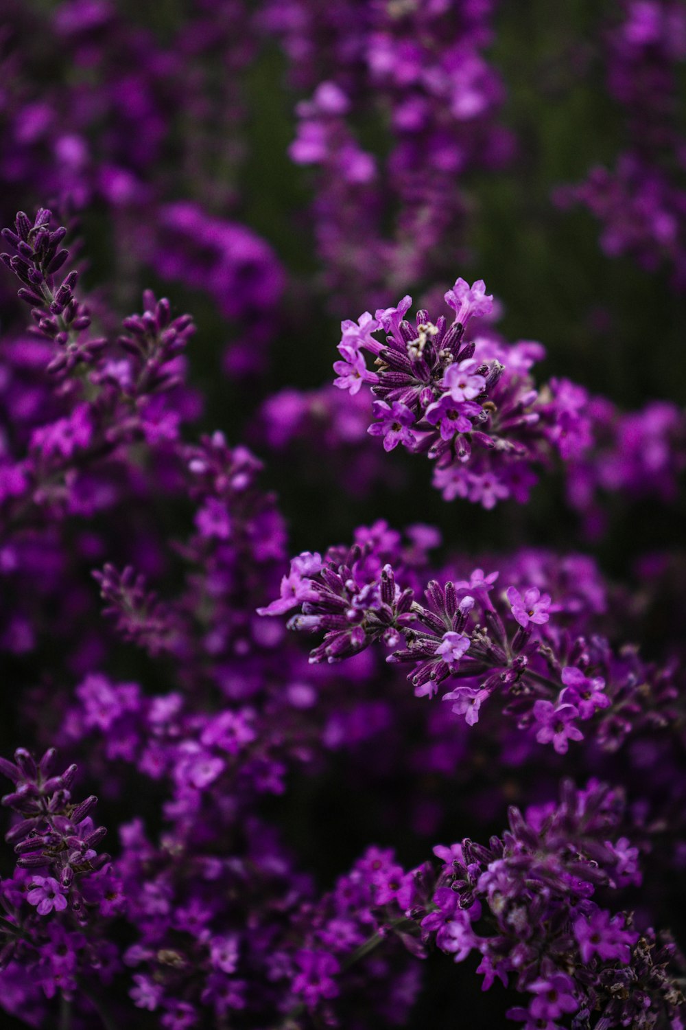 purple cluster flower