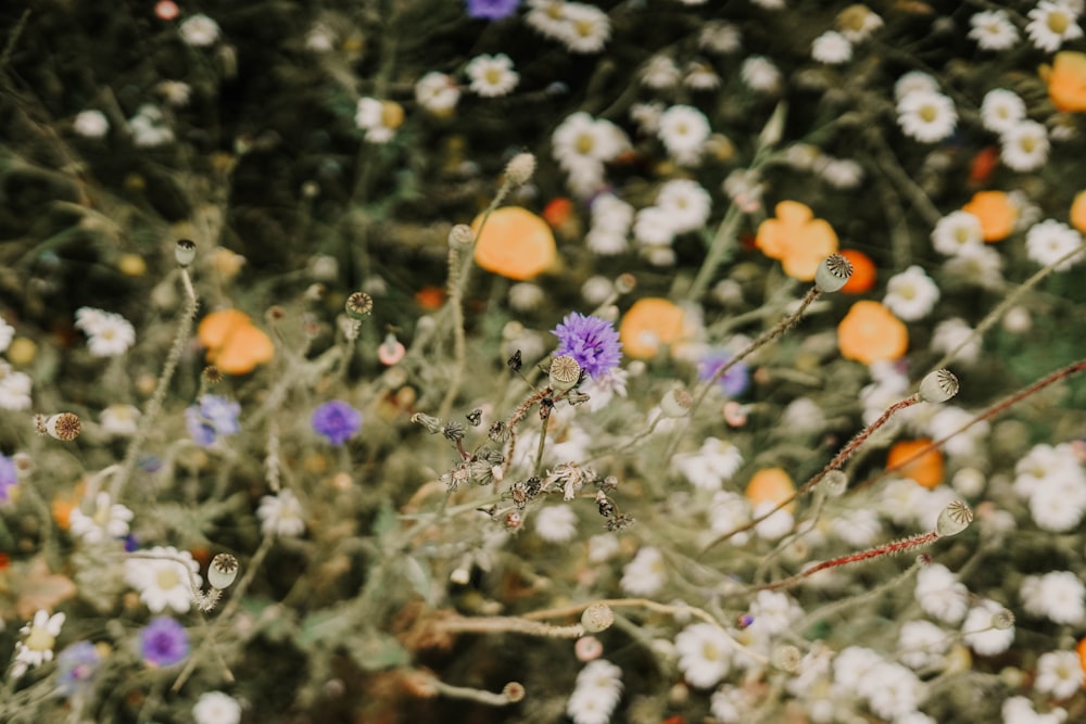 assorted flowers blooming in the field