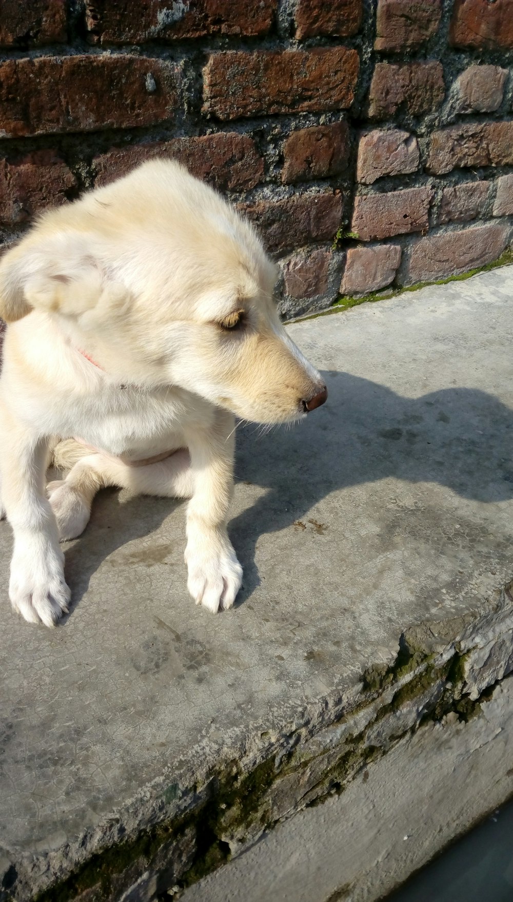 short-coated white puppy