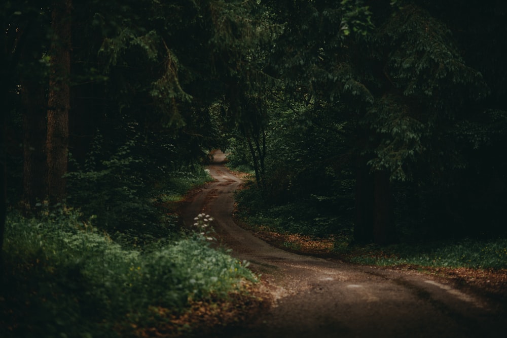 森の真ん中にある茶色の歩道