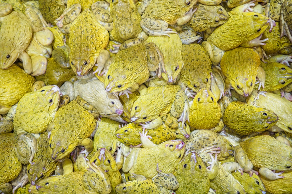 close-up photography of group of frogs