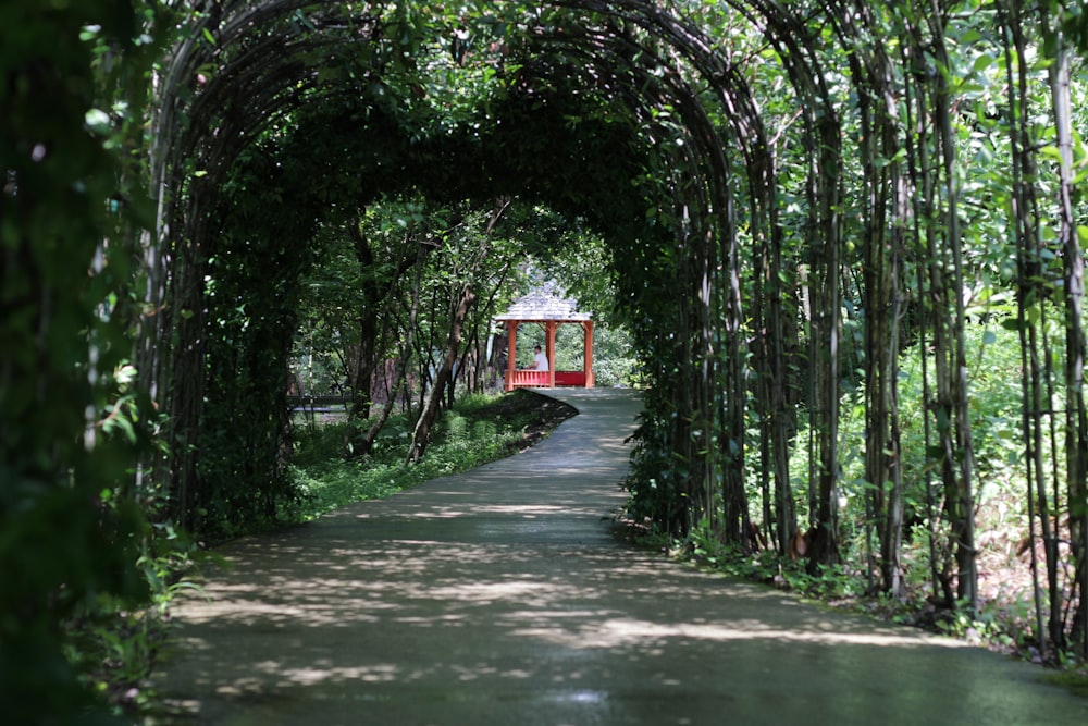 pathway with trees