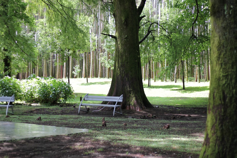 white bench beside tree during daytime