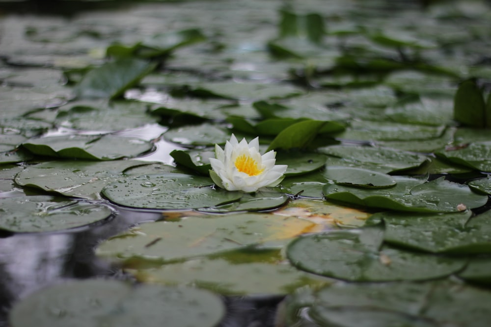 Foto de enfoque selectivo de flor de loto