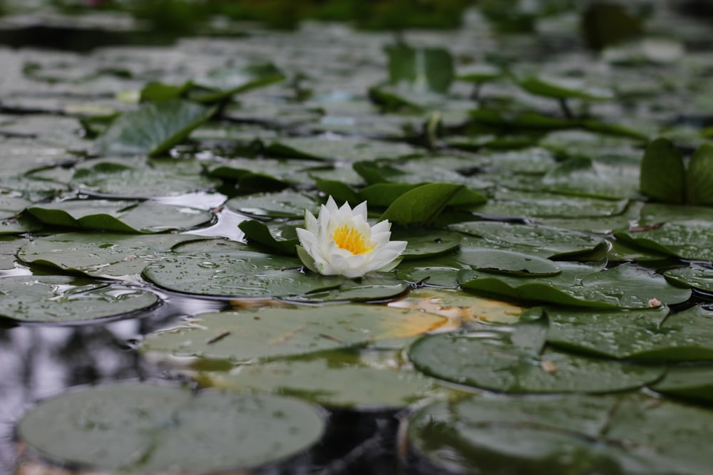 fotografia de close-up de flor de pétala branca