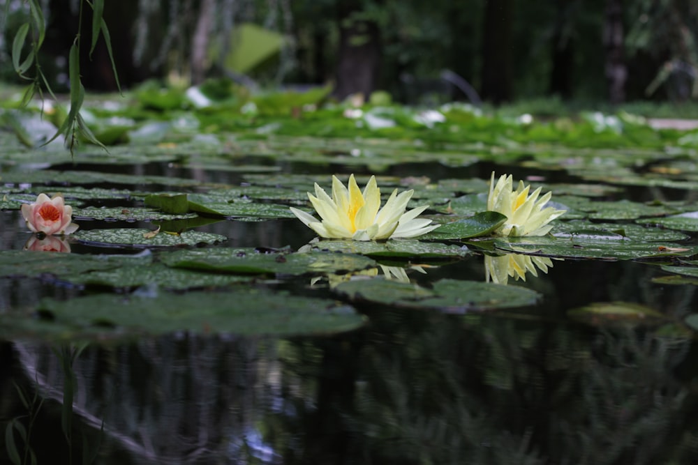 Photographie sélective de trois fleurs de lotus rouges et jaunes en fleurs pendant la journée
