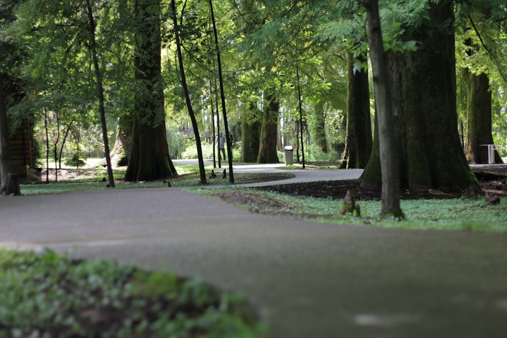 green-leafed trees