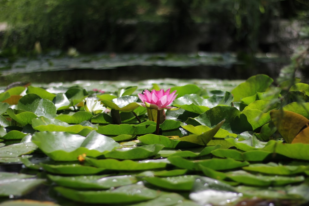 selective focus photography of pink lotus in bloom during daytime