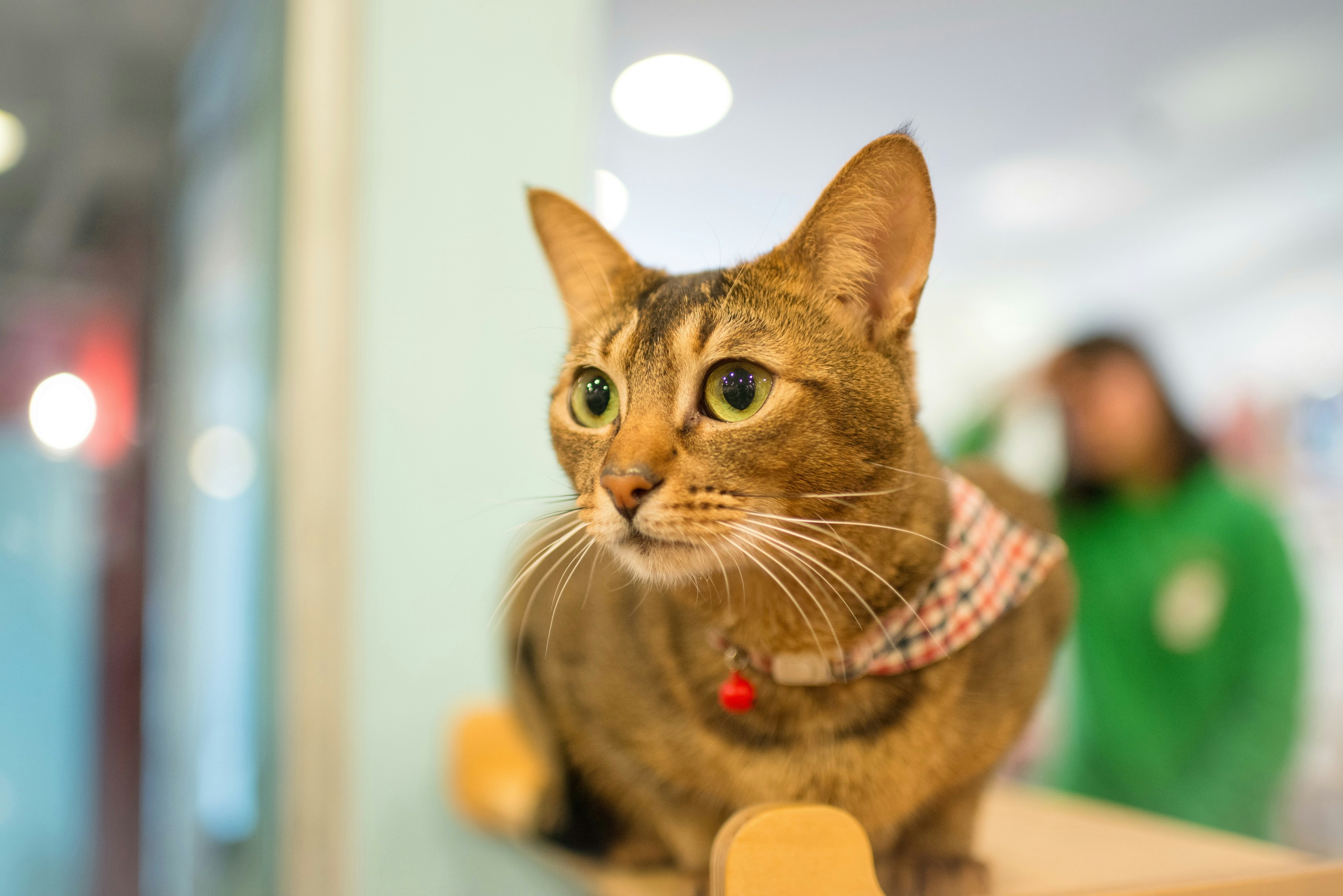 short-fur black and gray cat close-up photography