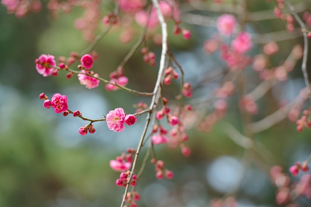 focus photography of pink tree