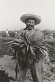 A man wearing a wide-brimmed hat is holding a large bundle of freshly pulled carrots in a field. The background shows a few other people working in the field. The scene appears traditional and rural, emphasizing agriculture and manual labor.