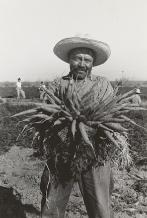 A man wearing a wide-brimmed hat is holding a large bundle of freshly pulled carrots in a field. The background shows a few other people working in the field. The scene appears traditional and rural, emphasizing agriculture and manual labor.