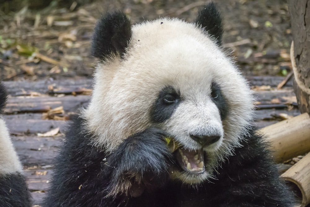 close-up photography of eating panda during daytime