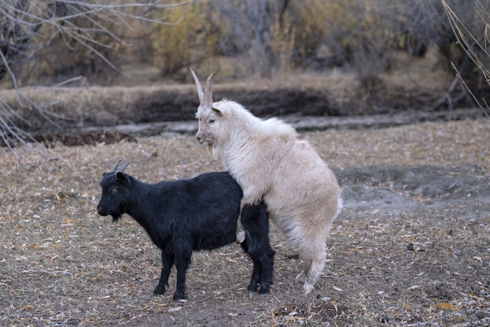 牧草地の茶色と黒のヤギ