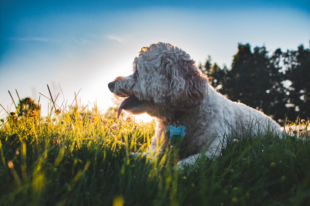 lang-mittelgroßer weißer Hund