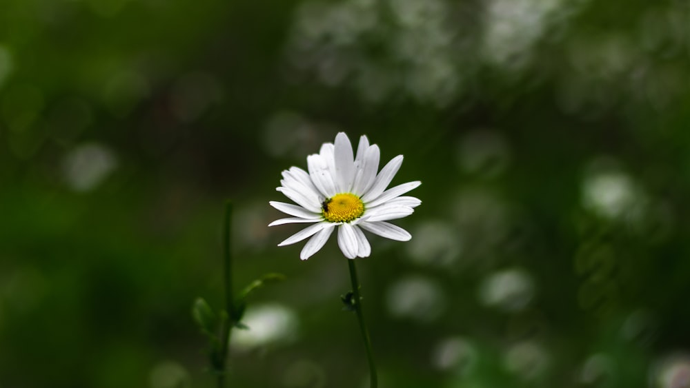 white flowers