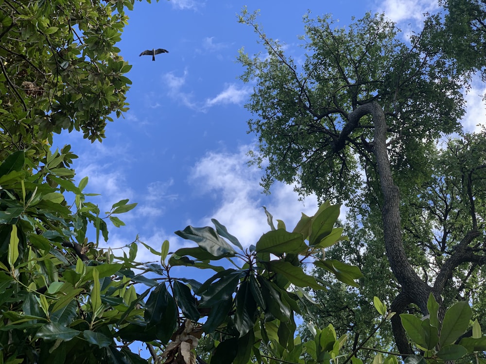 green-leafed plants and trees