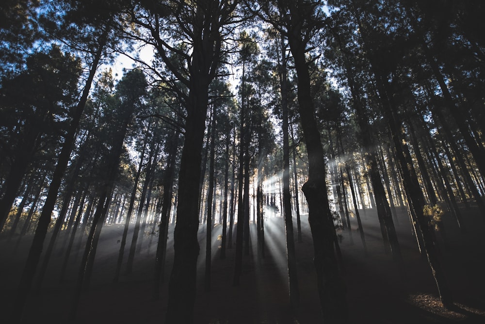 soleil qui brille sur la forêt