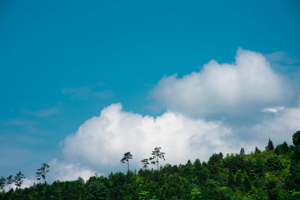 green trees under blue and white sky at daytime