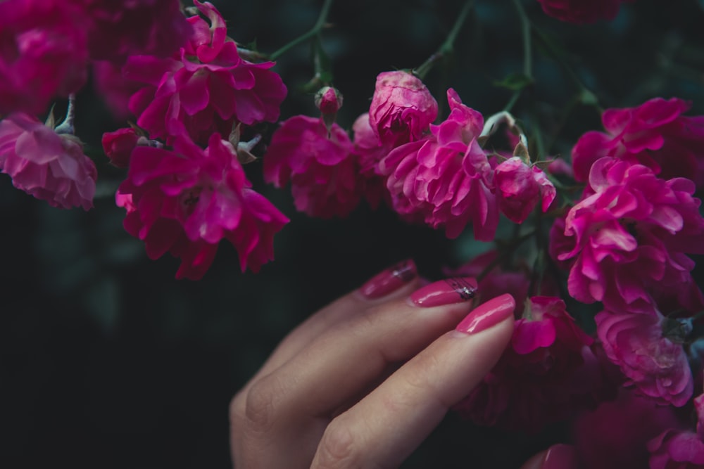 close-up photography of hot-pink petaled flower