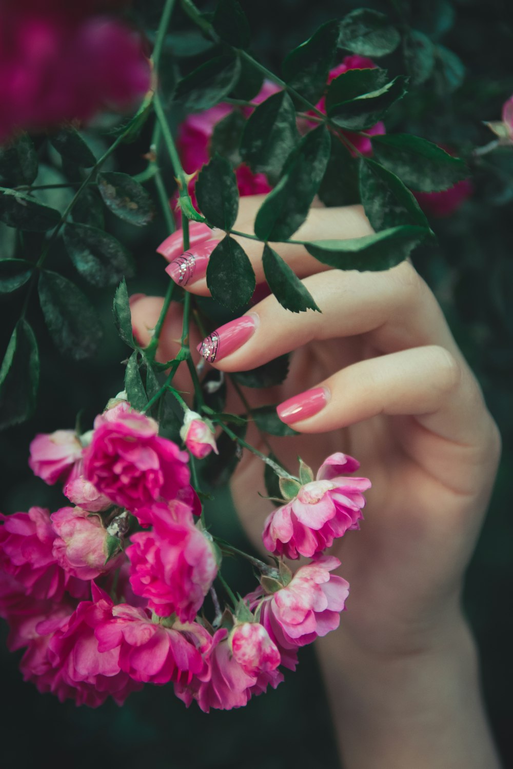 pink flowers in bloom