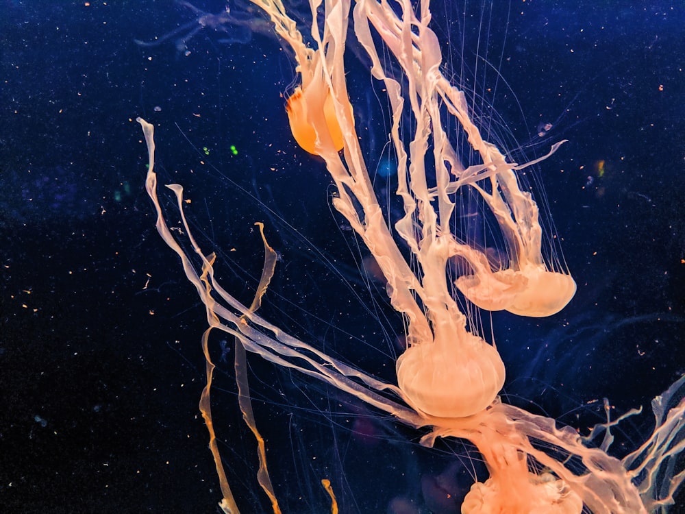 closeup photo of jellyfish