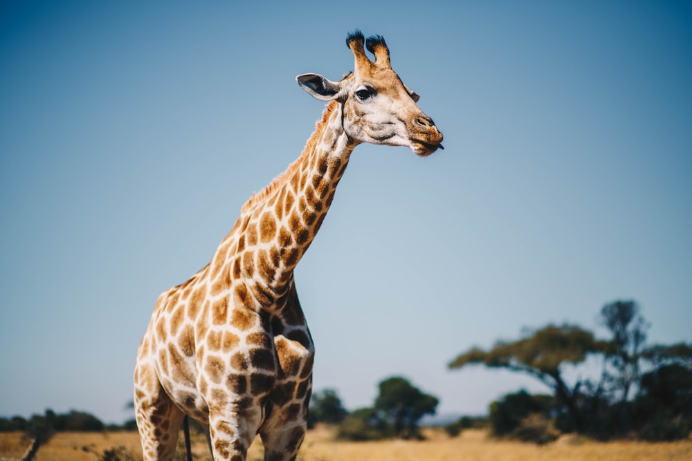 girafa perto de árvores durante o dia