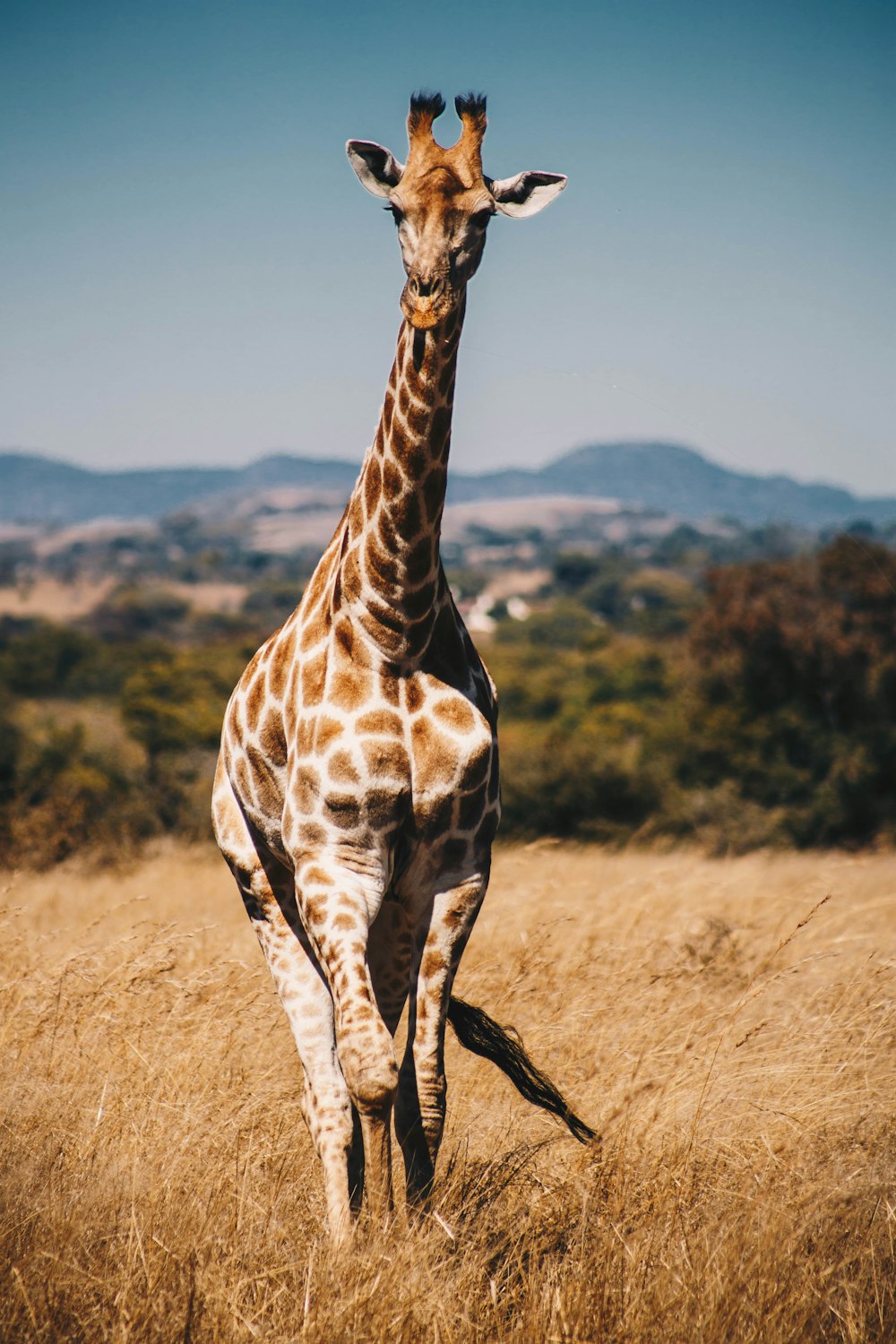 girafe entourée d’herbe brune