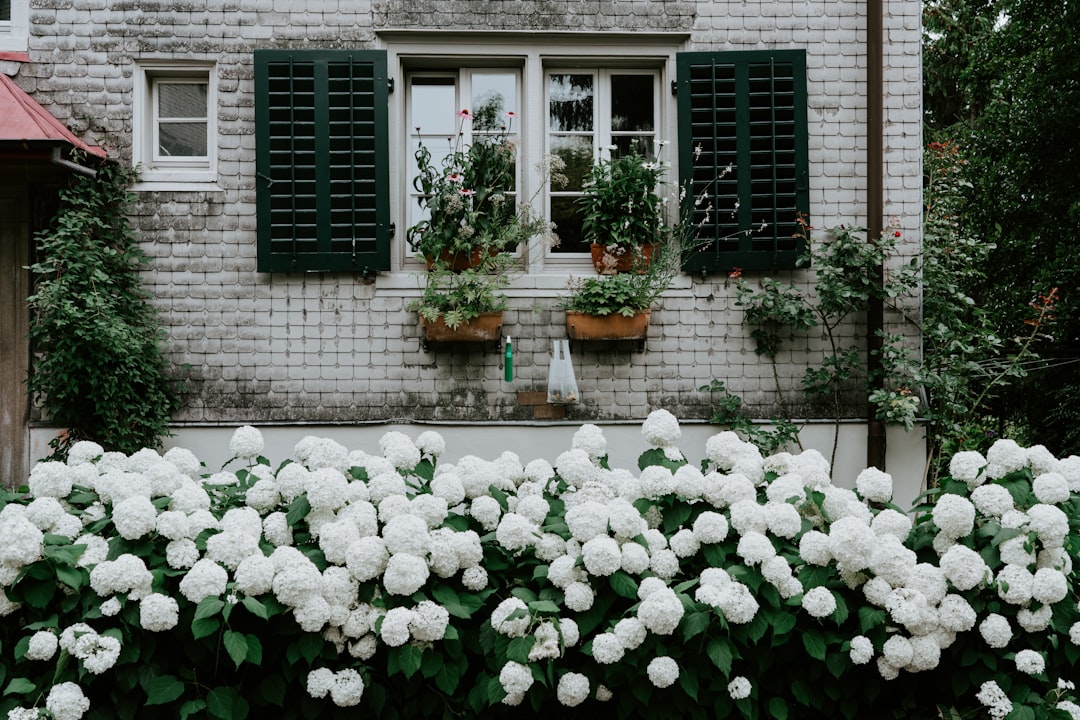 white flowers with leaves