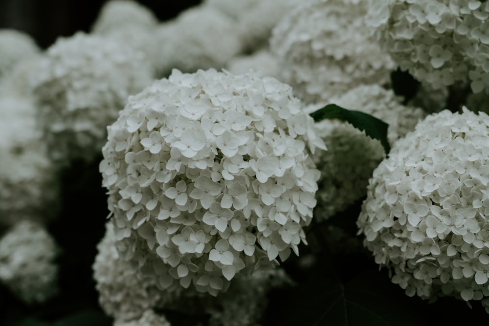 macro photography of white flowers