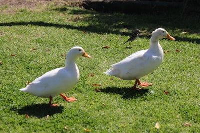 A small flock of ducks waddling near a pond on a sunny farm morning.