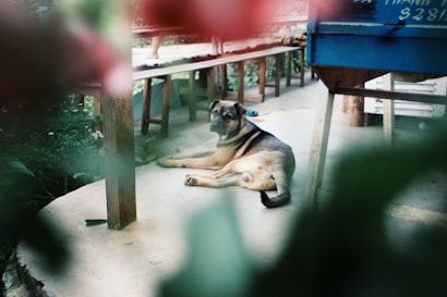 A dog is lying on a concrete floor surrounded by a rustic setting with benches and a structure with a blue-painted area. Greenery and wooden elements frame the scene, giving it a natural and tranquil feel.